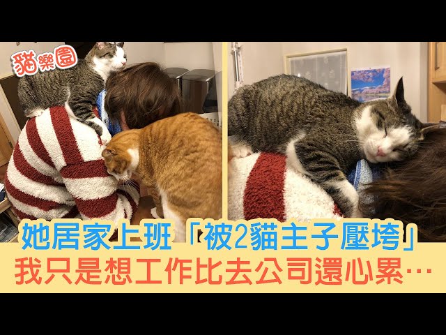 我只是想工作…她居家上班「被2貓主子壓垮」 喵喵直接「睡背上」超無奈: 比去公司還心累